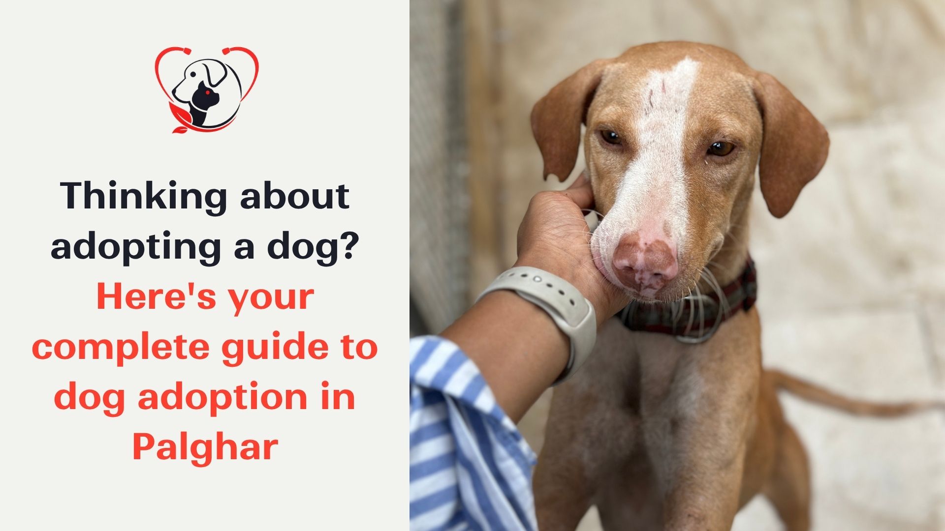 Complete guide on how to adopt a dog in Palghar, covering the process and where to start.
