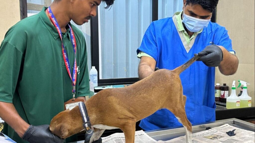 Veterinary team at Dog Welfare India examining an injured street dog during a dog rescue in Palghar.