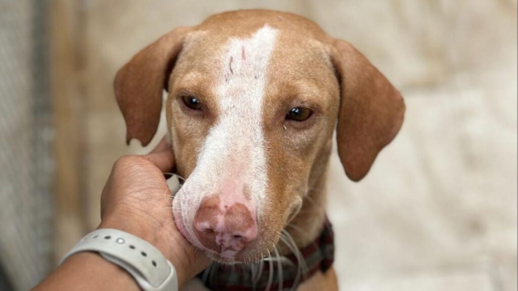 Injured street dog in Palghar waiting to receive rescue and medical care.
