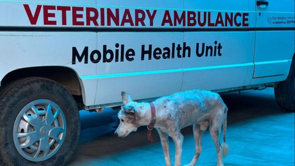Dog Welfare India and YODA veterinary team examining an injured street dog during a rescue operation in Palghar. 
