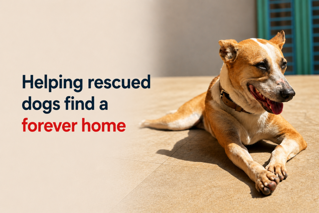 dog-adoption-support-ngo-palghar