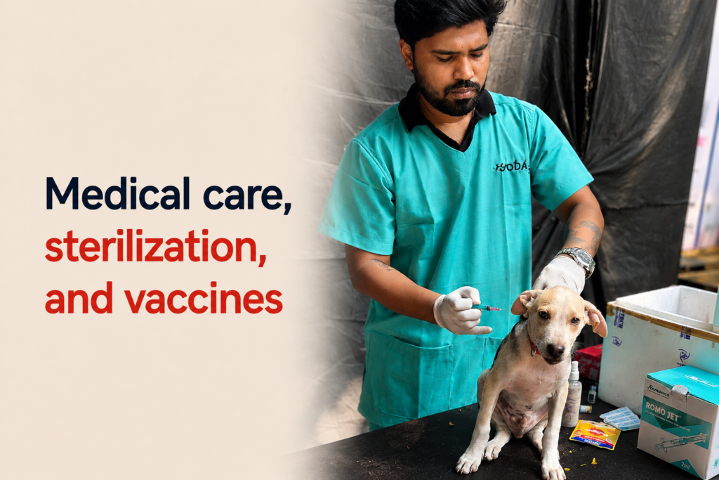 Dog Welfare India provides medical care, sterilization, and vaccination services for rescued and community dogs in Palghar.
