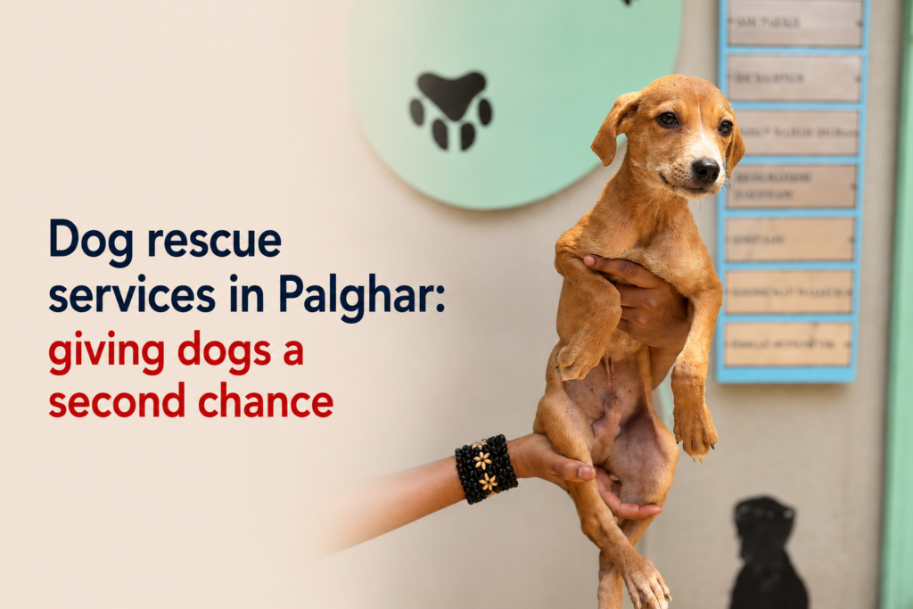 Dog Welfare India, a dog rescue NGO in Palghar, rescues injured, abandoned, and stray dogs and provides immediate medical care.