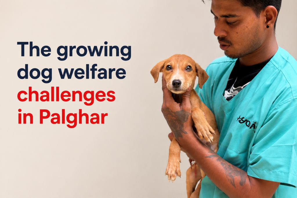 Dog Welfare India highlights the growing dog welfare challenges in Palghar, including stray dog population, medical care, and sterilization needs.