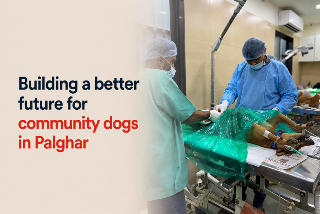 Dog Welfare India is building a better future for community dogs in Palghar through rescue, treatment, adoption, volunteering, and donations. 
