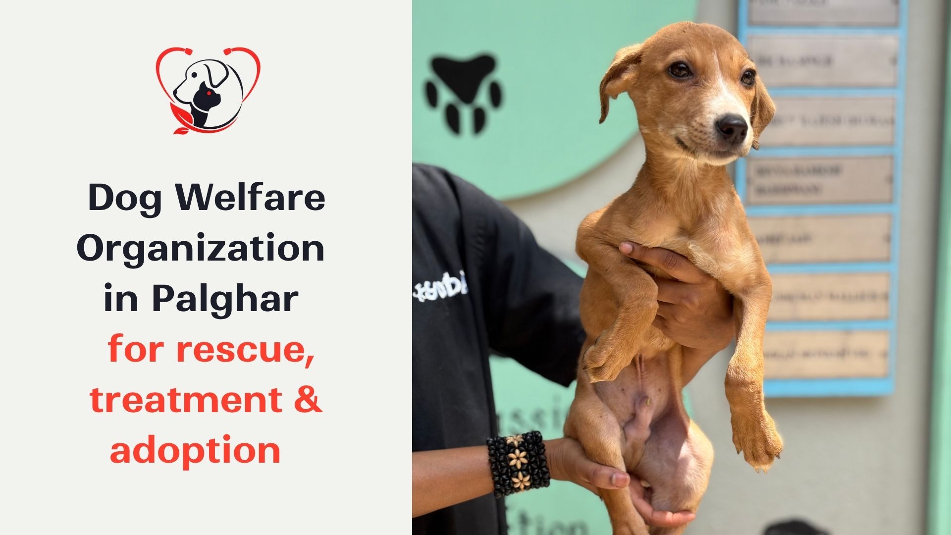 Dog Welfare Organization in Palghar