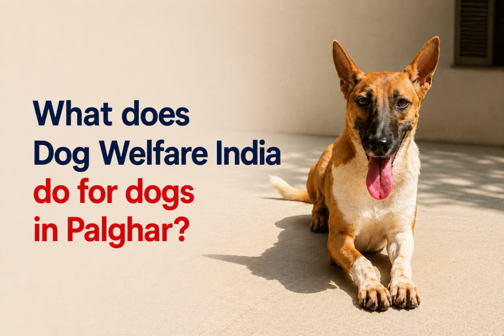 Dog Welfare India, a dog welfare organization in Palghar, provides rescue, medical treatment, rehabilitation, vaccinations, sterilization, and adoption support.
