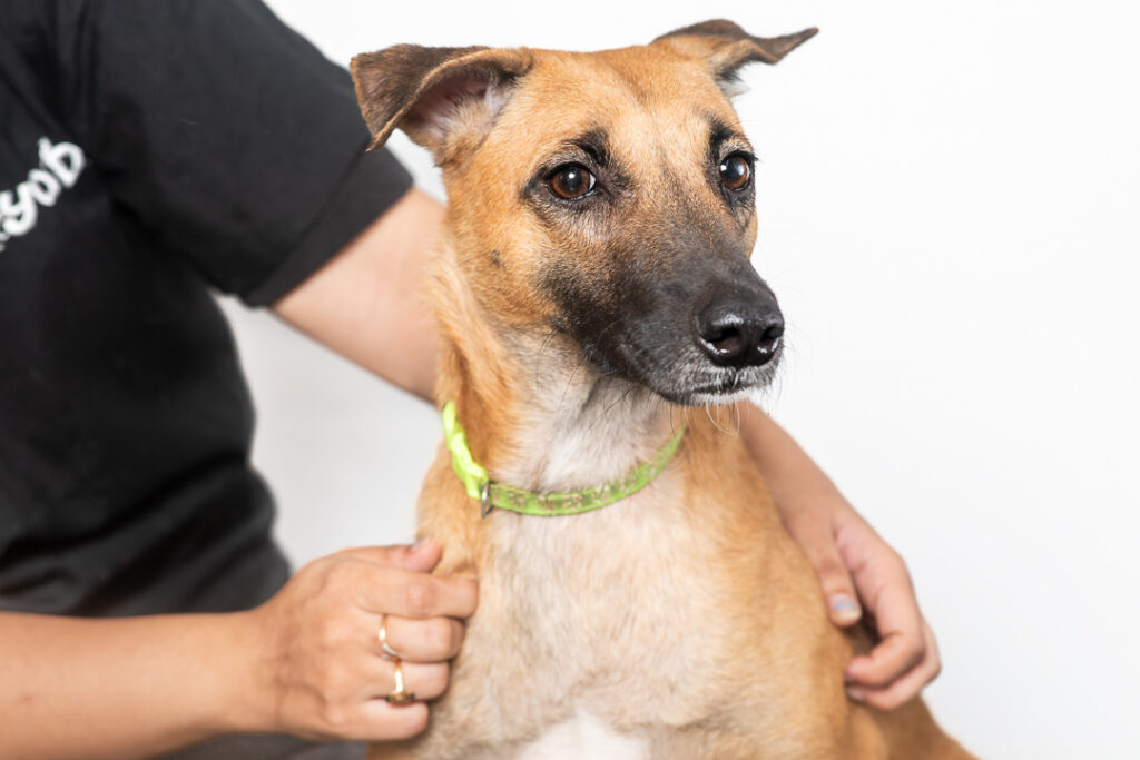 Safe and responsible ways to help stray animals in Palghar while protecting both people and community dogs.