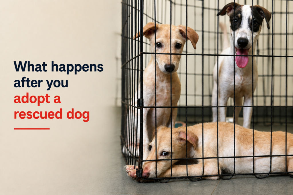 What happens after you adopt a rescued dog in Palghar, and how to help it settle in. 