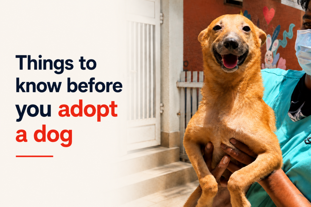 Key things to know before you adopt a dog in Palghar, from time to space to budget.