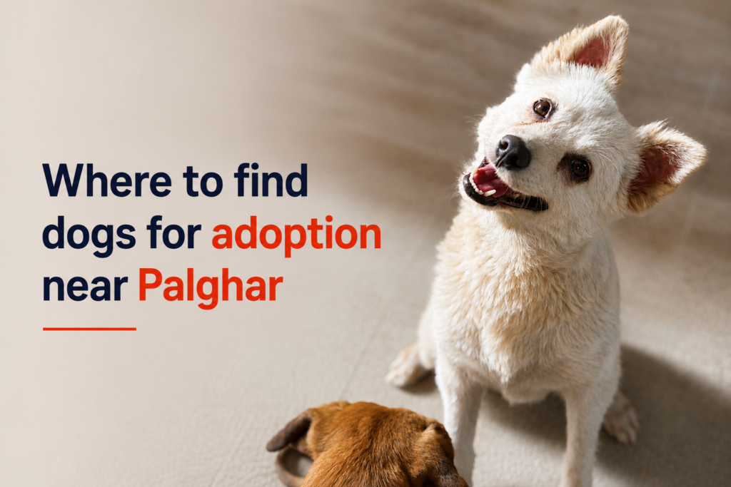 Where to find dogs for adoption near Palghar and how to connect with local rescues.
