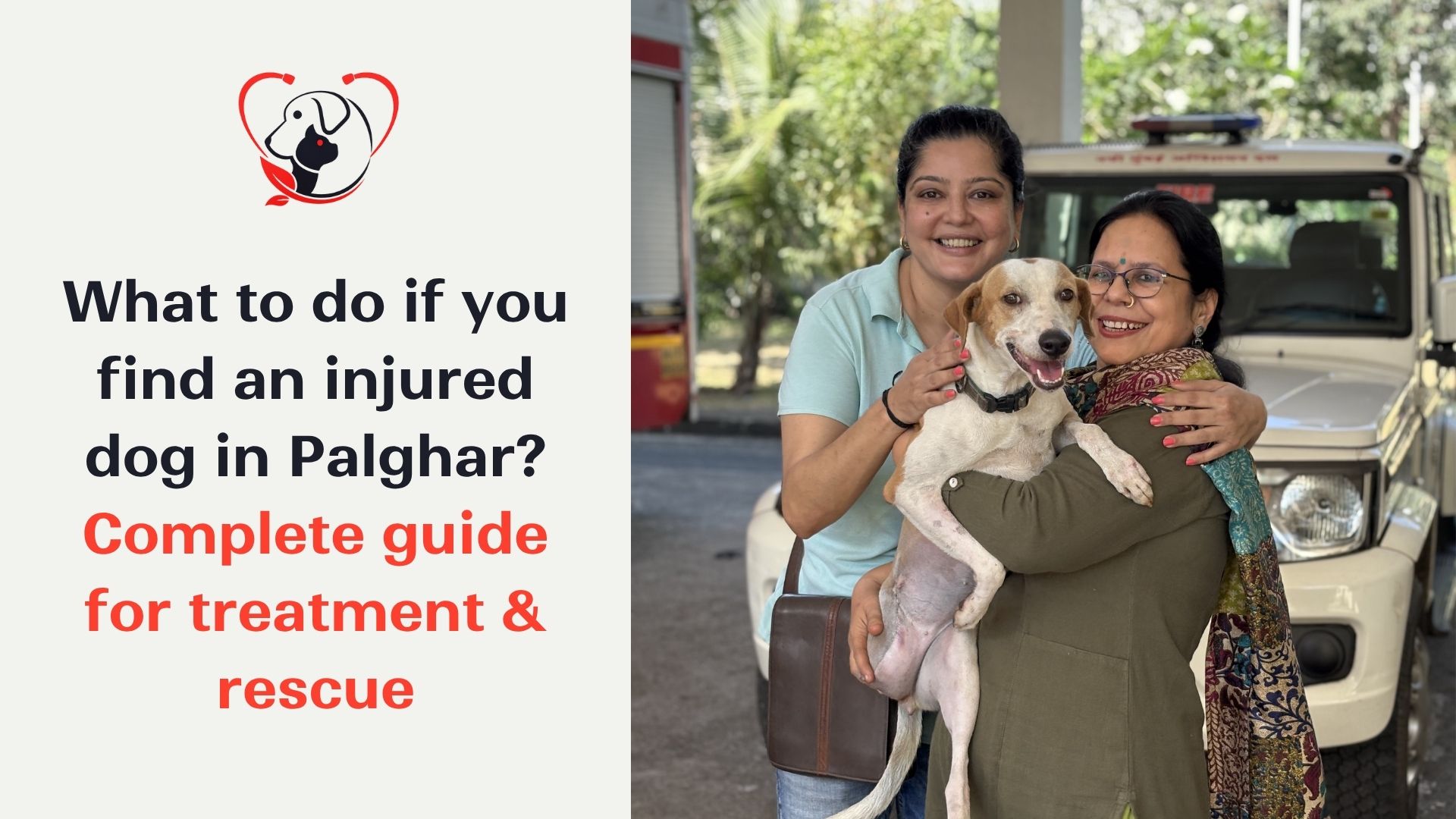 Dog Rescue in Palghar: What to Do If You Find an Injured Dog
