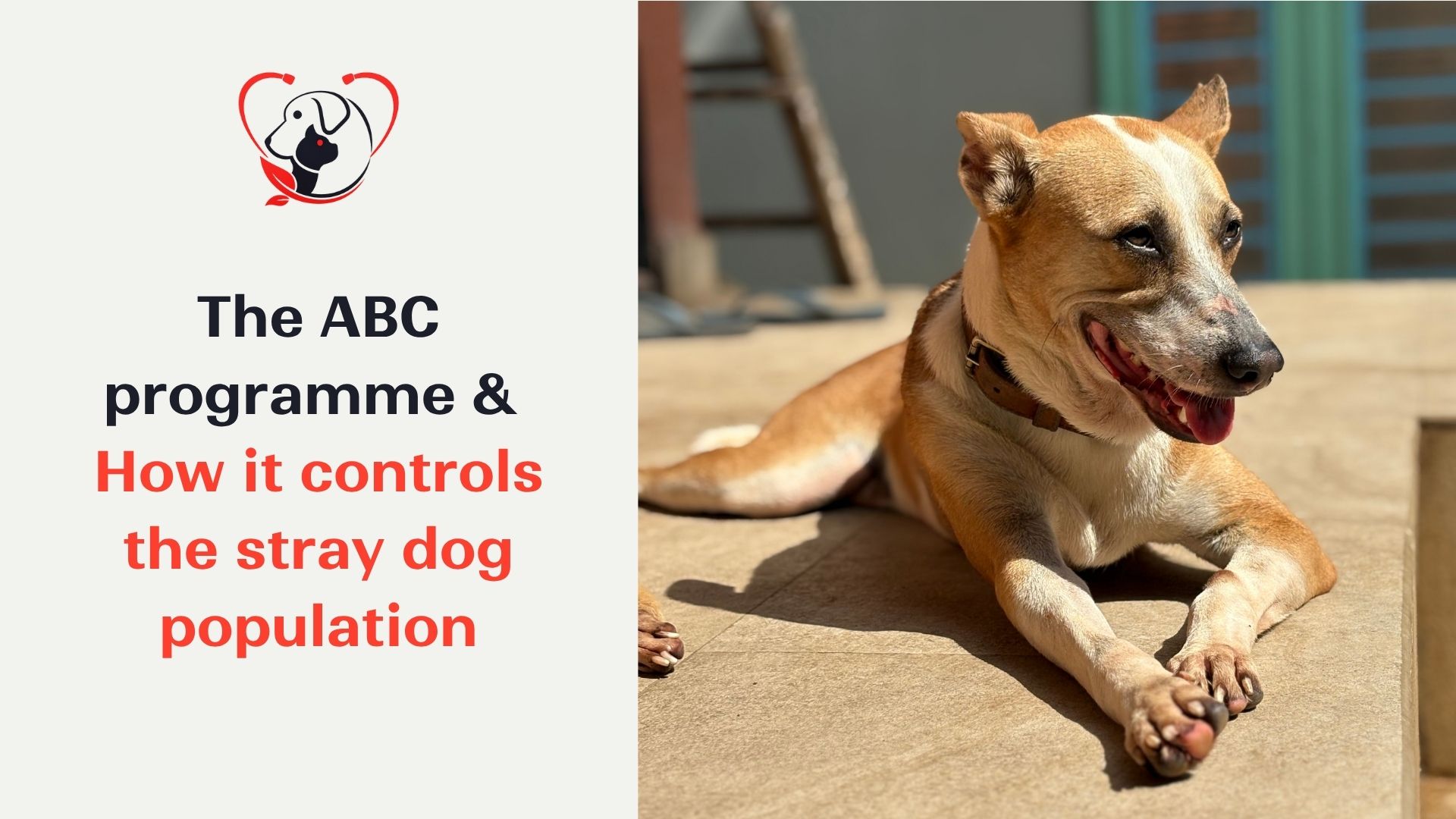 animal-birth-control-abc-programme