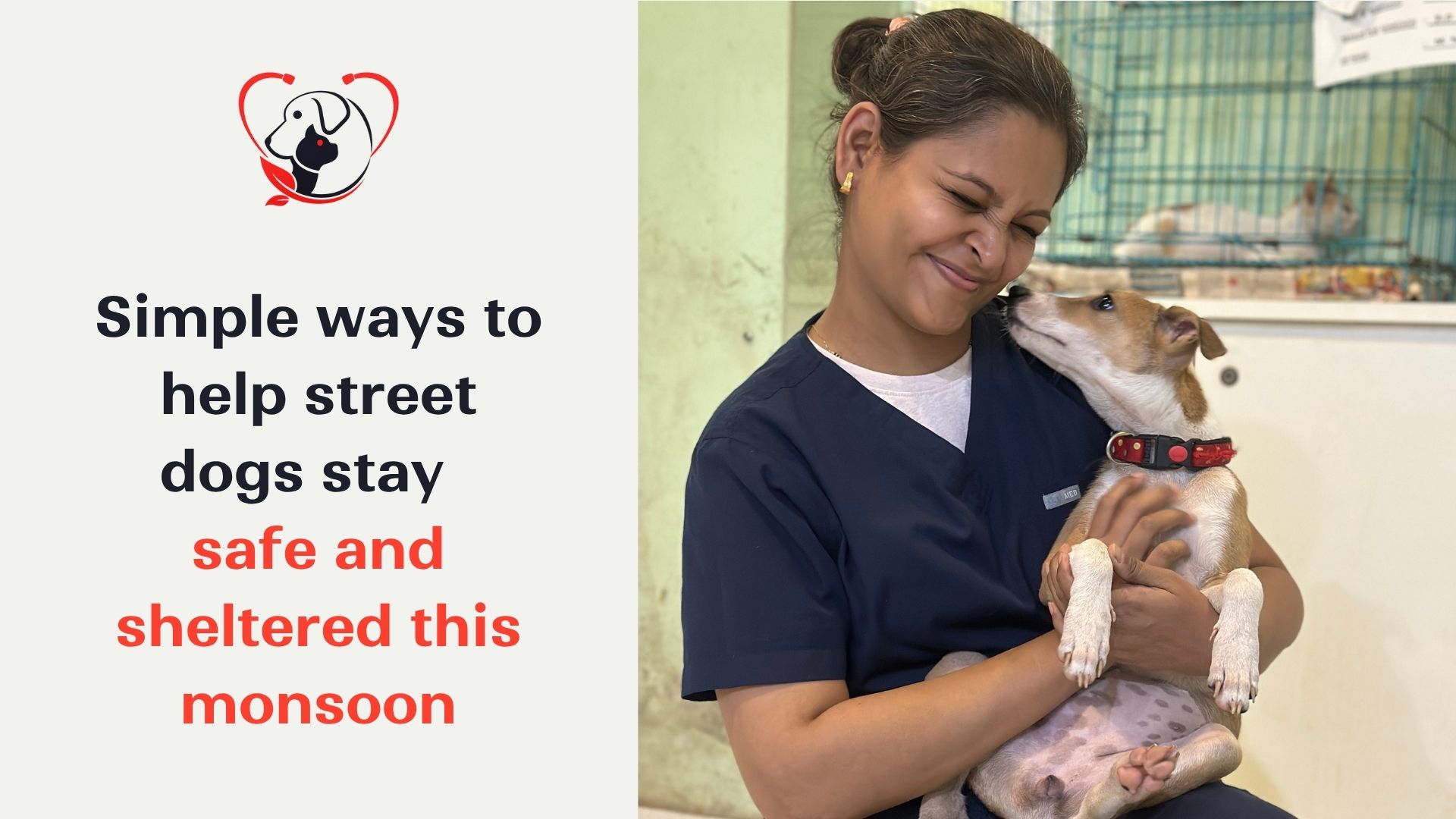 Safer shelters, quicker disease spotting, & simple safety habits are some monsoon care for dogs tips that help street dogs survive the season