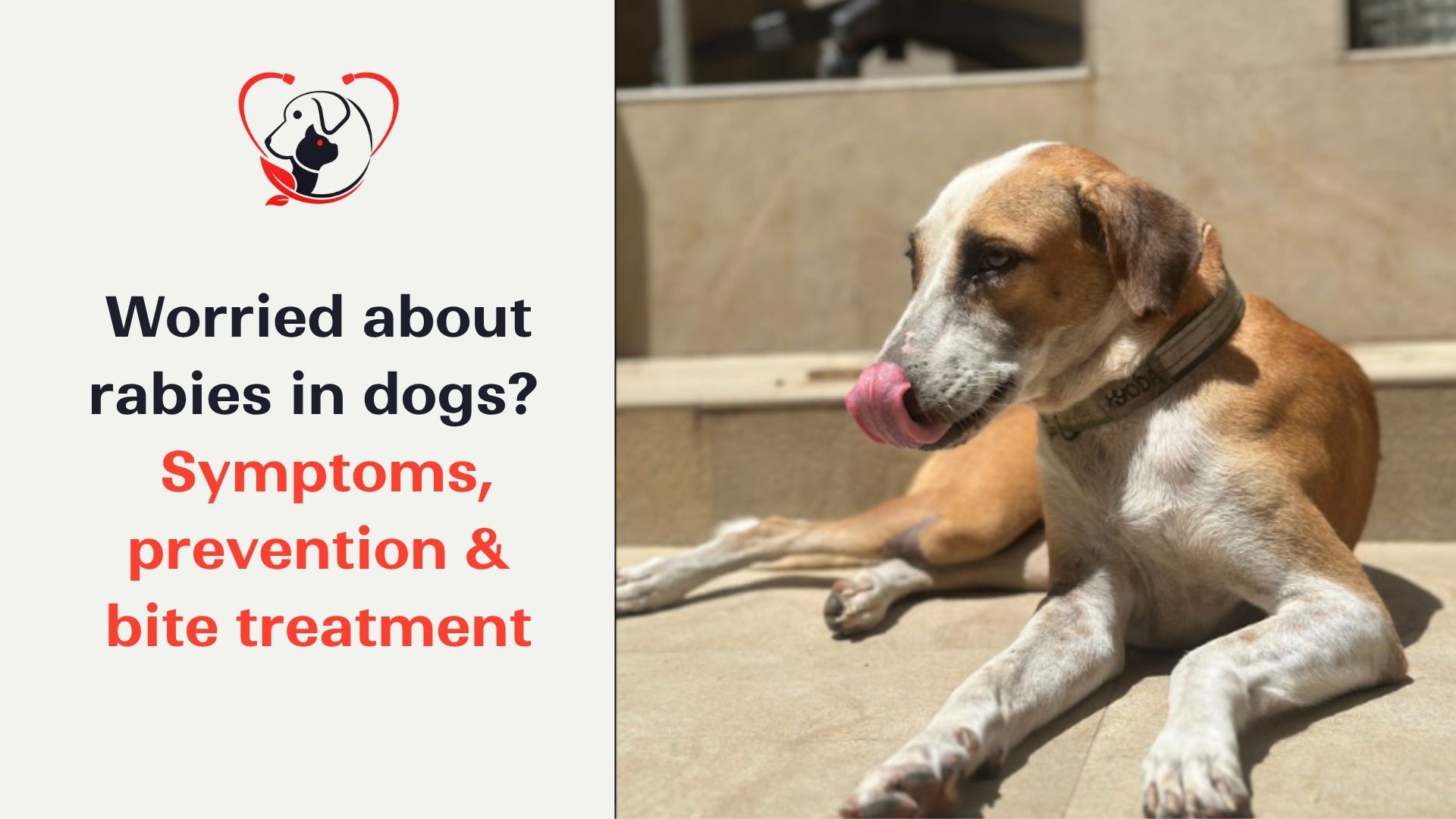 Rabies in Dogs: Symptoms, Prevention and What to Do After a Dog Bite