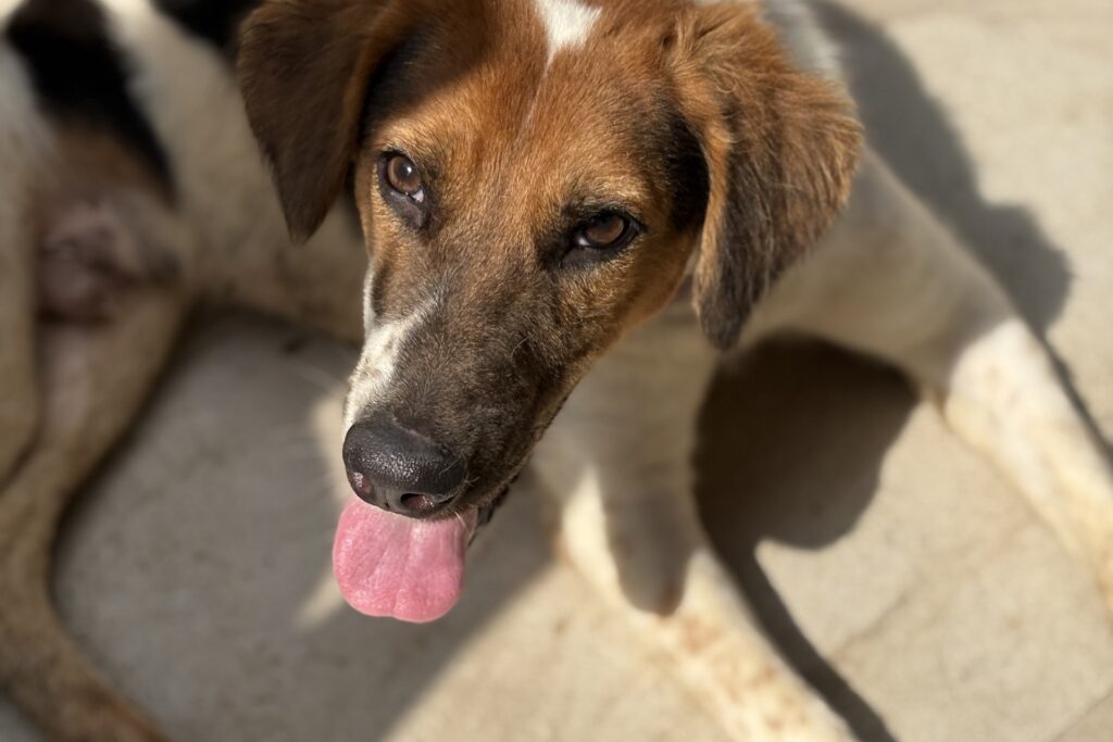 A close-up of a healthy dog's face, unaffected by rabies in India.
