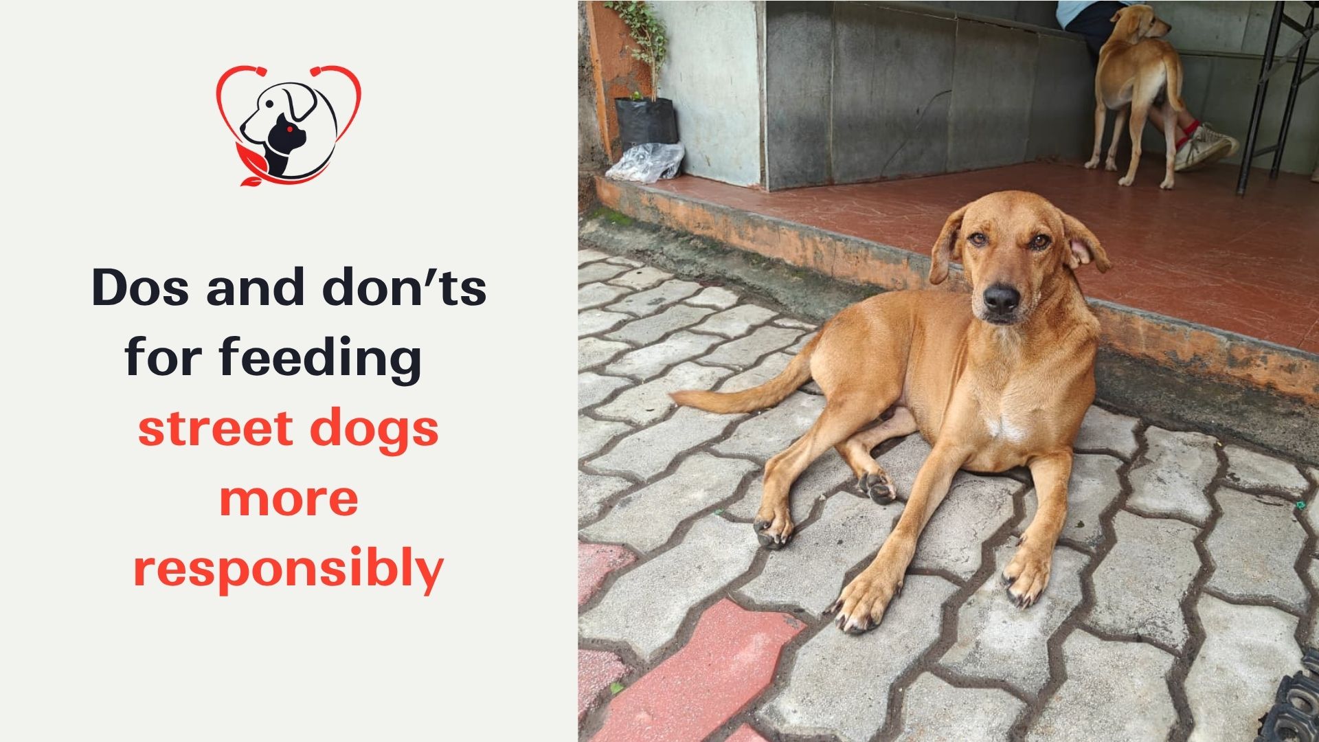How can you feed a community dog responsibly by giving them care, food with hygiene and the do’s and dont’s for feeding a community dog.