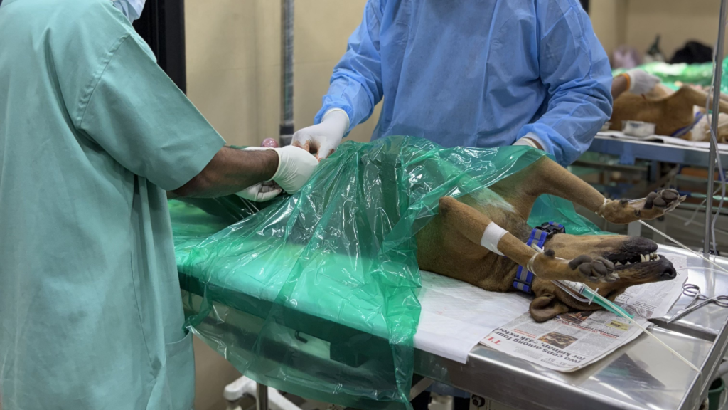 Doctors are preparing a sedated dog for surgery in line with ABC rules 2023.
