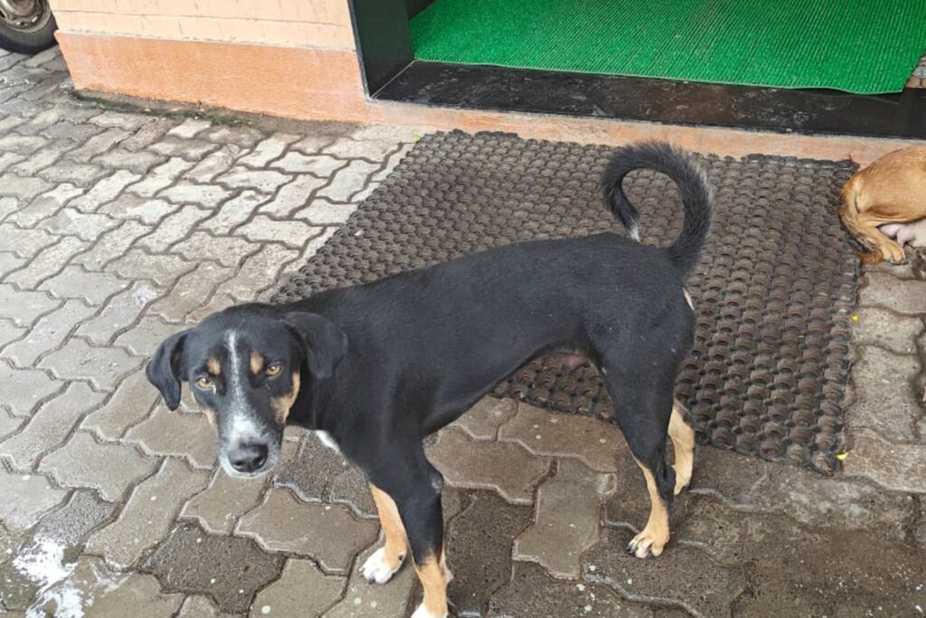 A street dog stands on a paved path, at risk of dog skin infection during the monsoon.