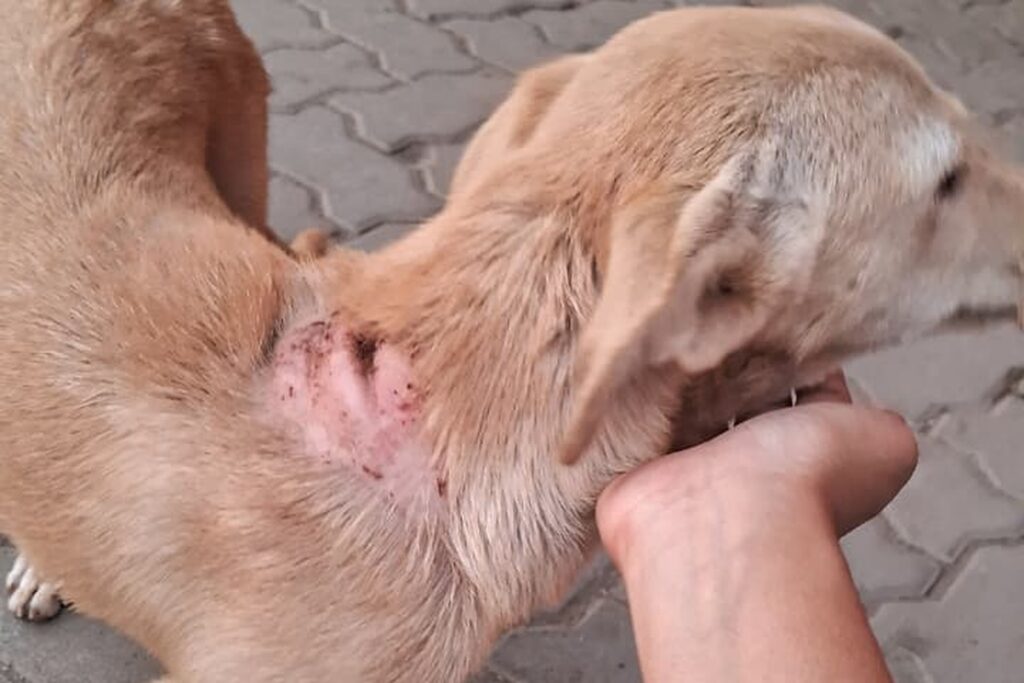 A visible wound on a dog's neck, one of the early rabies symptoms in dogs.