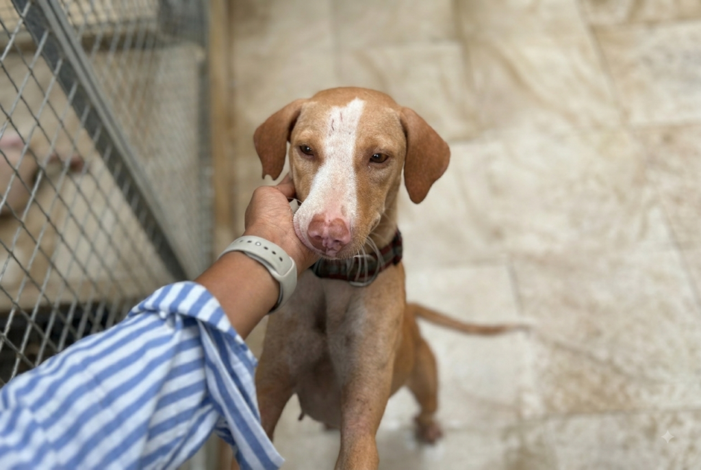Avoiding unsafe practices while feeding street dogs to prevent harm and keep community animals safe in Palghar.