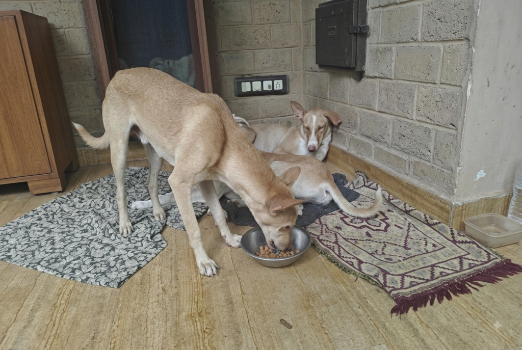 Community dogs eating safely from clean bowls in a designated feeding area managed by Dog Welfare India.