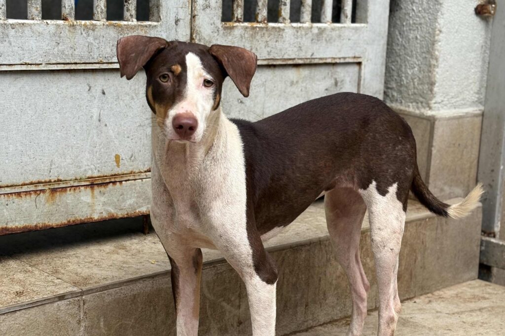 A calm, healthy-looking street dog challenges common myths about rabies symptoms in dogs.