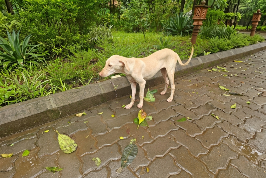 Caring for stray dogs responsibly through vaccination, medical support, and community engagement in Palghar.