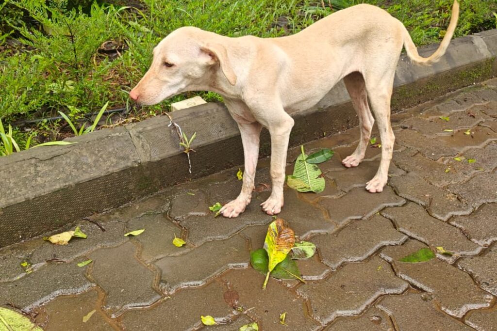 A thin street dog struggles to find shelter during the rainy season.