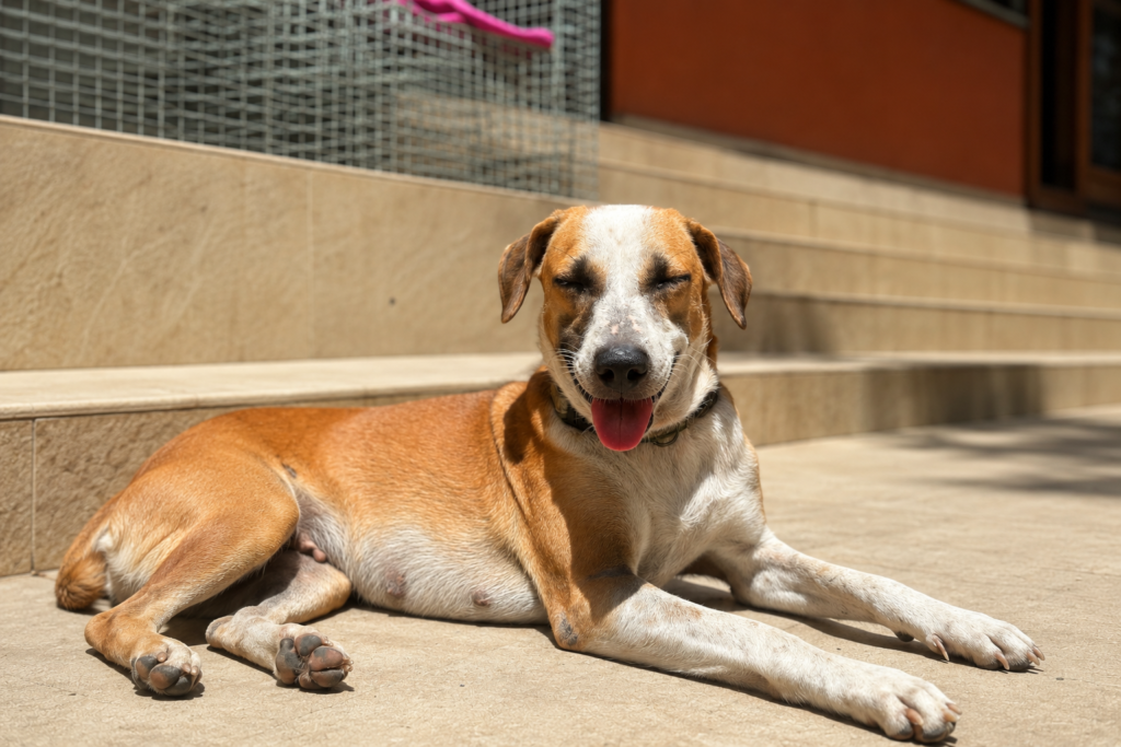 A relaxed, healthy dog reflects the results of consistent rabies prevention.