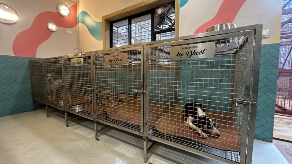 Rescued dogs resting safely inside shelter kennels as part of the animal birth control programme in India.