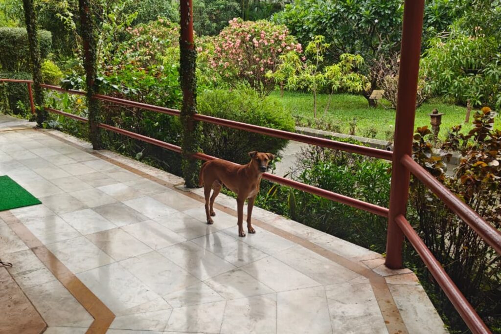 A street dog finding shelter during the monsoon under a covered porch to stay safe from the rain.