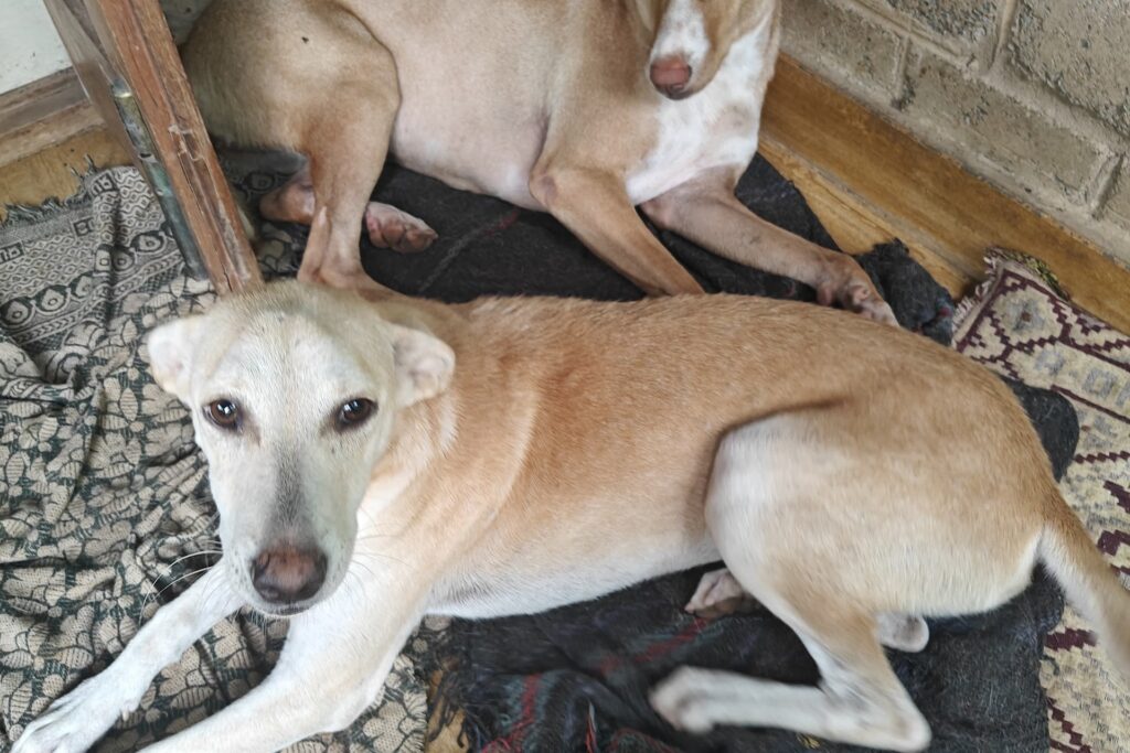 Two rescued street dogs resting safely inside a dog shelter during monsoon to stay dry.