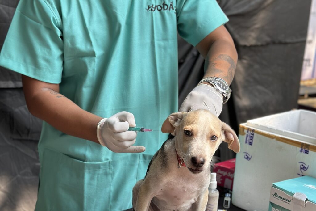 A veterinarian vaccinates a puppy as part of preventing rabies symptoms in dogs.