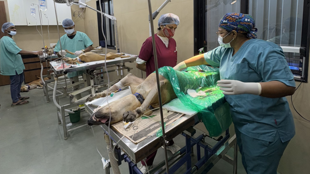 veterinary-team-conducting-animal-birth-control-surgery