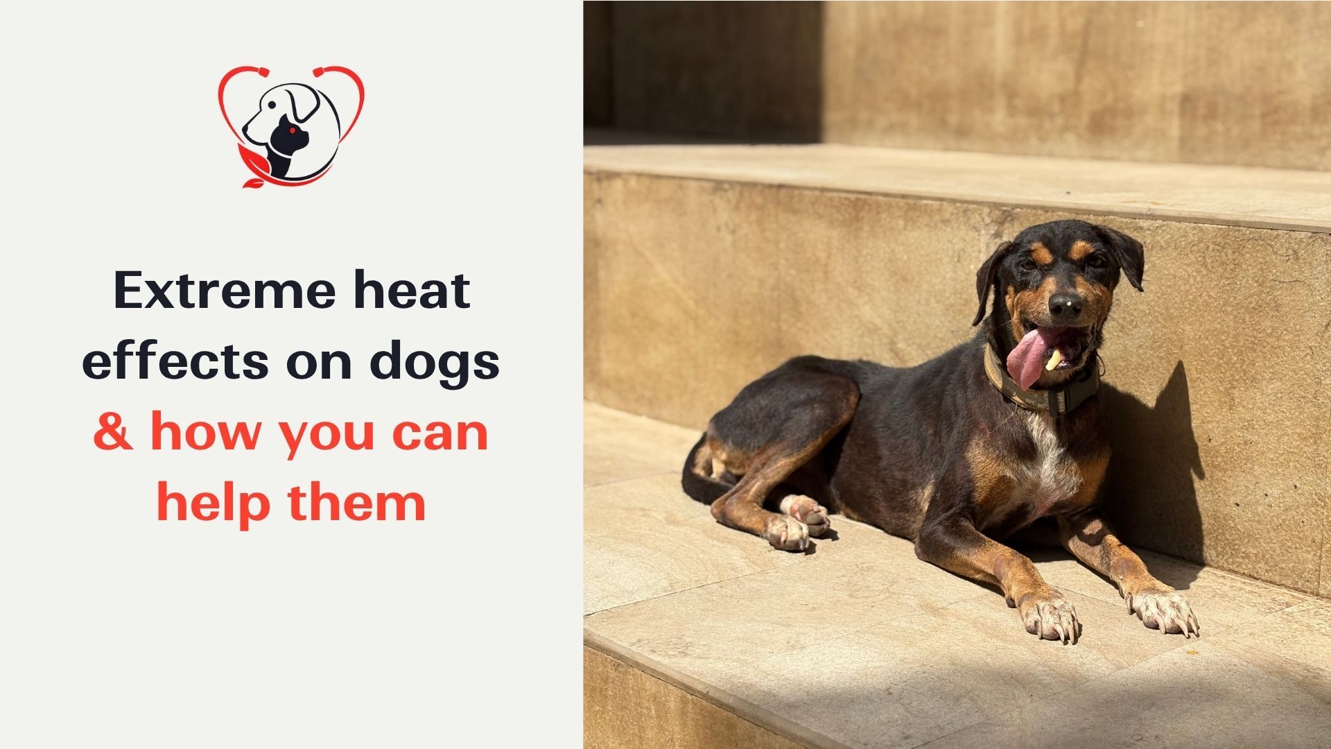 How Extreme Heat Affects Dogs and How You Can Help