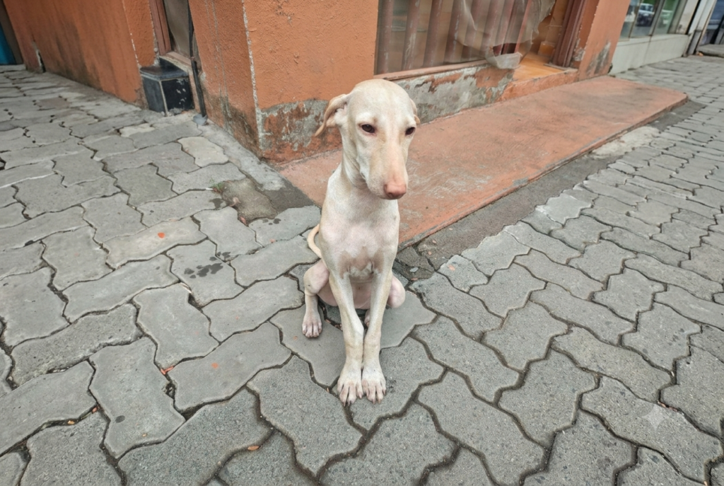 A stray dog prone to skin diseases.