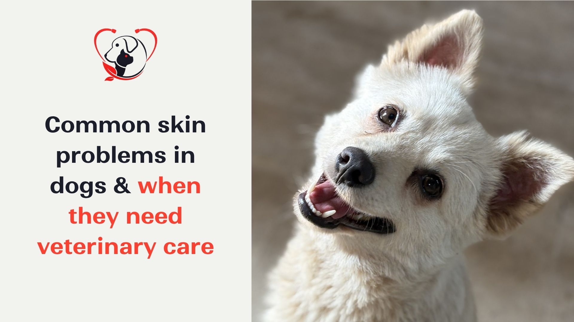 common-skin-problems-in-dogs