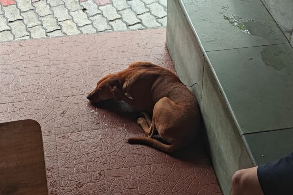 A dog resting in a shaded area as part of summer care for dogs.