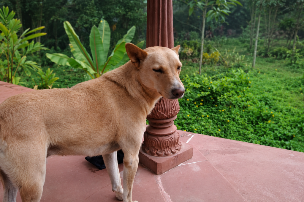 A healthy dog free from skin problems in dogs, standing outdoors.