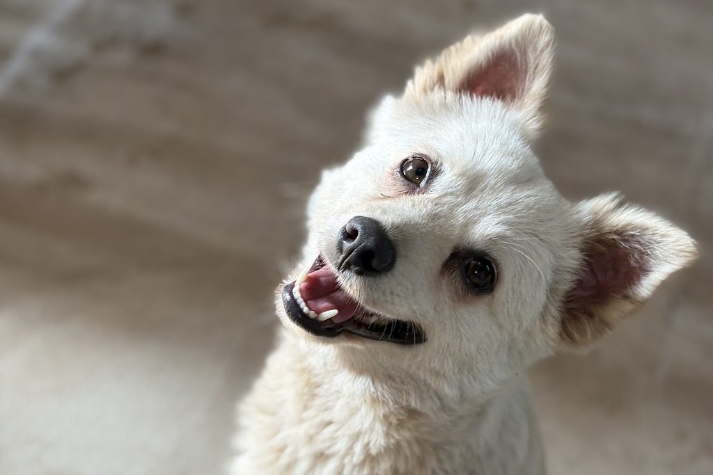 A happy dog without overheating symptoms