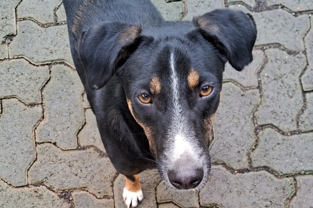 Lost dog approaching a person on the street in India.