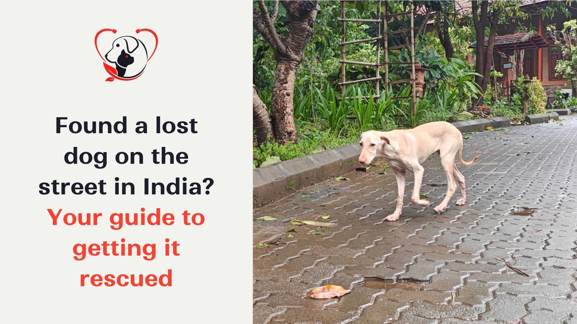 lost-dog-on-street-in-india