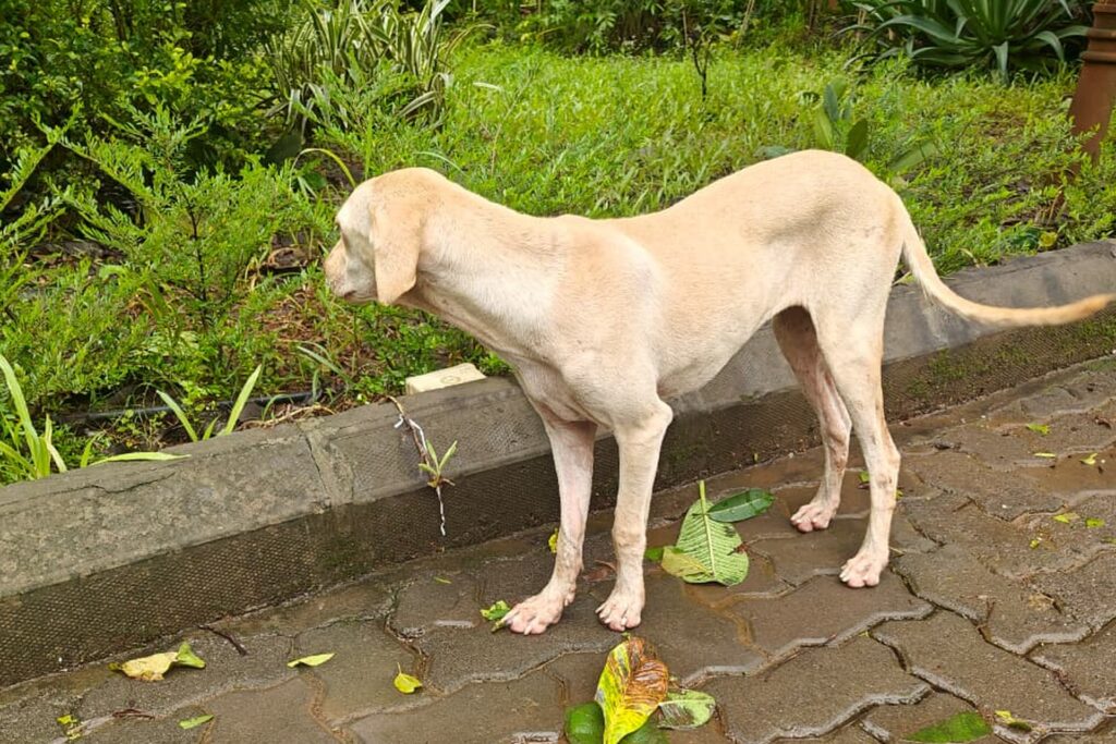 A lost dog searching for its family in the street.
