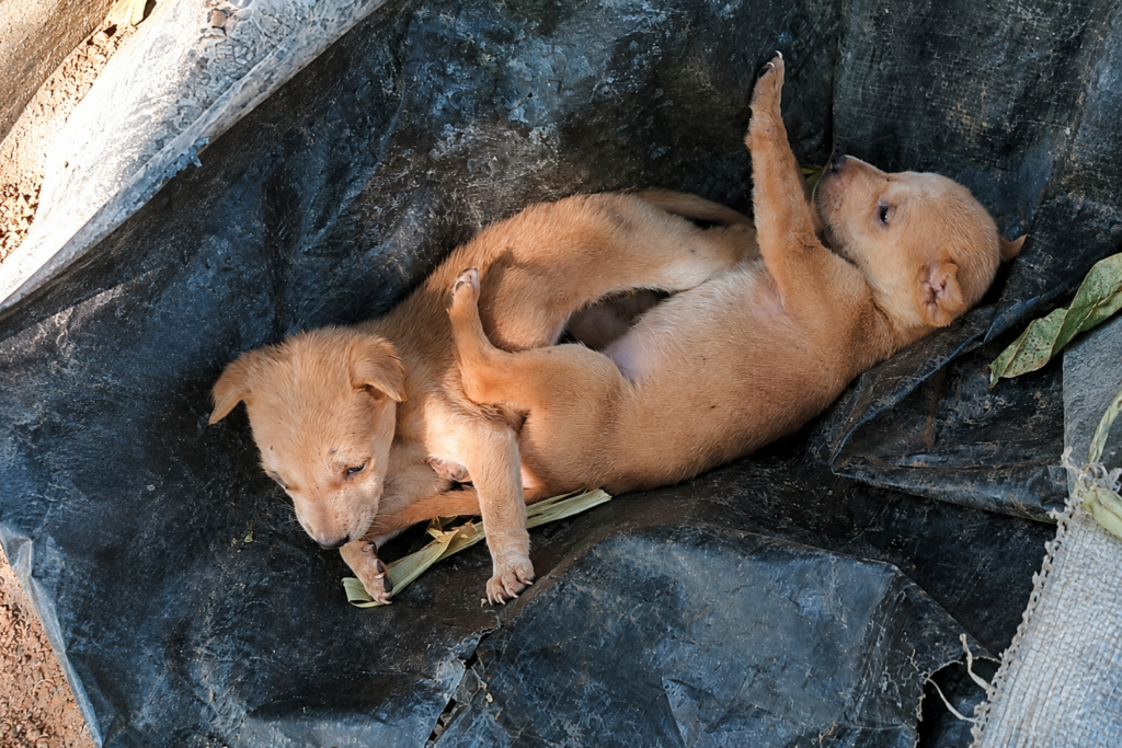 Two puppies in dirt that may lead to a dog skin allergy.